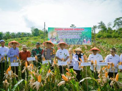 Panen Jagung Hibrida Desa Batu Ampar Tahun 2025